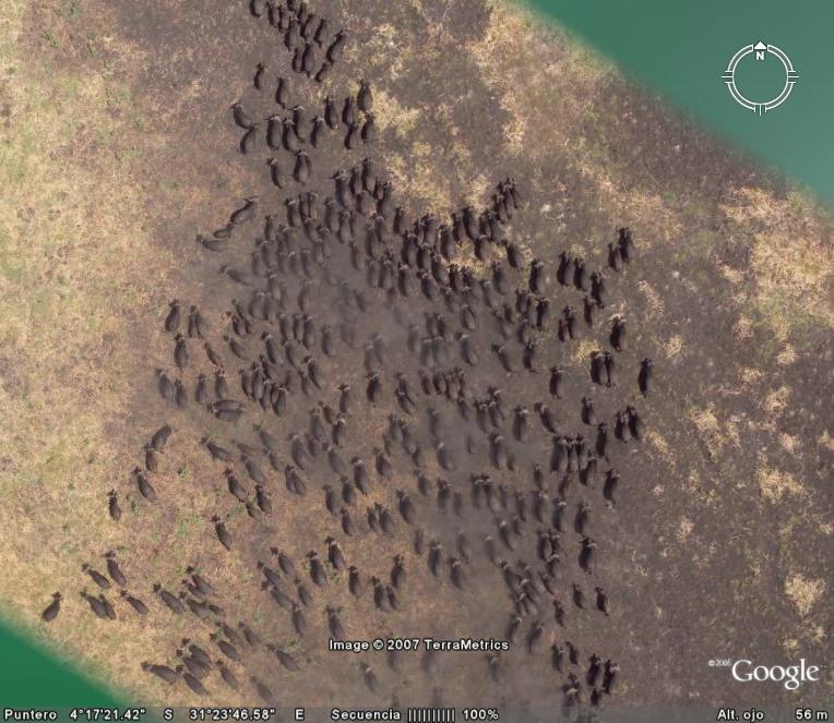 ANIMALES AFRICANOS 🗺️ Foros de Google Earth y Maps