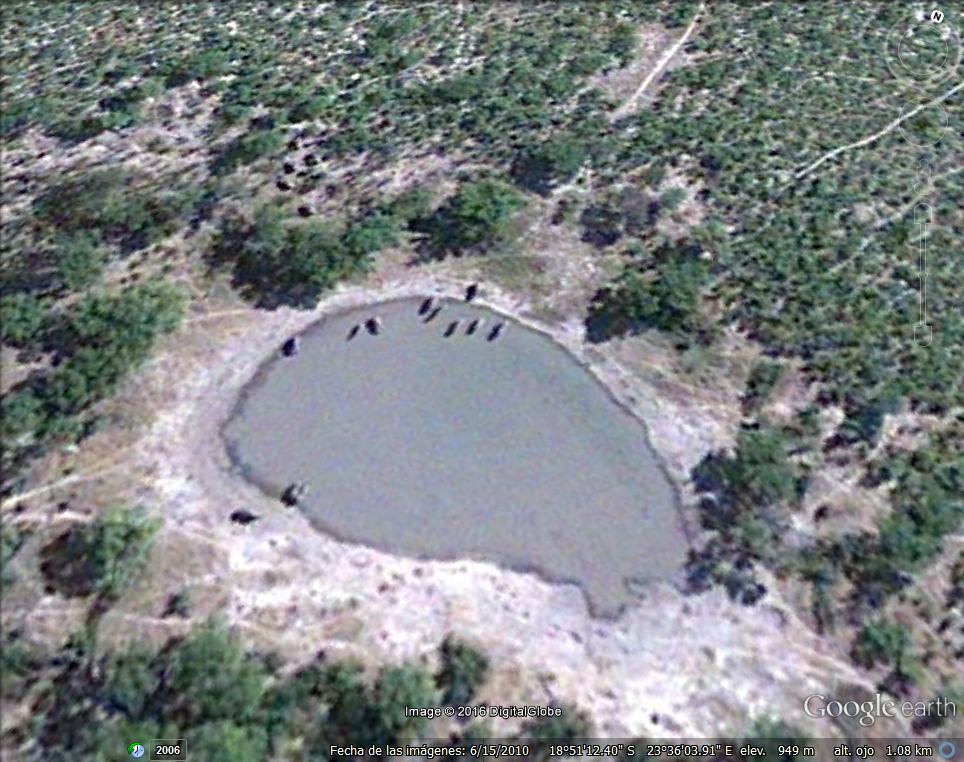 Manada de Elefantes -Khwai, Delta del Okavango, Botswana 1