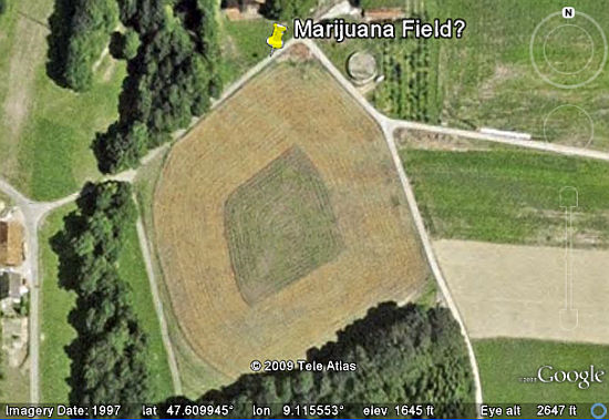 marijuanafield.jpg