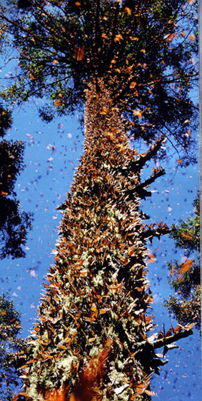 MEXICO - Santuario de la Monarca 1