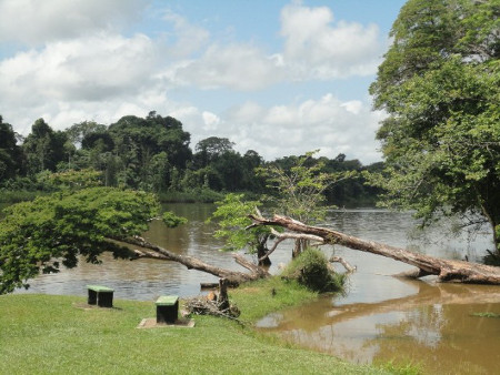 Meerzong, Suriname 1