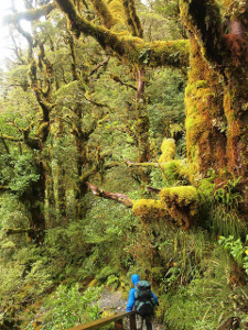 Milford Track, Southland, Nueva Zelanda 🗺️ Foro Oceanía 0