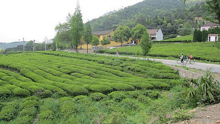 Mogan Shan, Hangzhou, Anhui, China 1