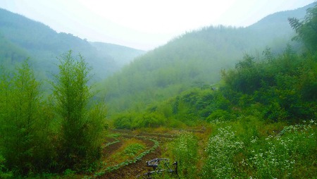 Mogan Shan, Hangzhou, Anhui, China 2