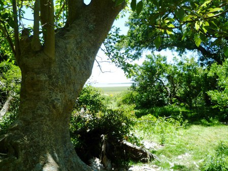 Monte de los Ombúes, Rocha, Uruguay ⚠️ Ultimas opiniones 1