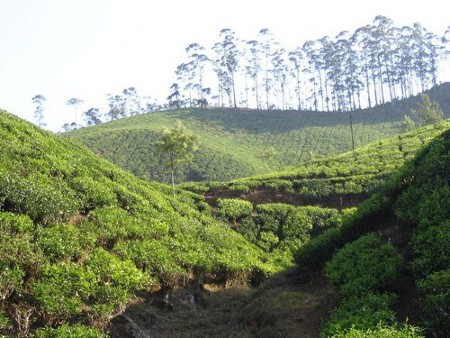 Munnar, Kerala, India 0