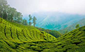 Munnar, Kerala, India 1