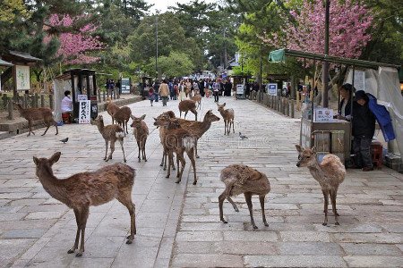 Nara, Prefectura de Nara, Japón 1