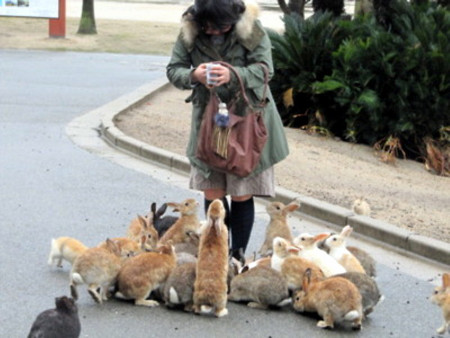 Okunoshima, Takehara, Hiroshima, Japón 0