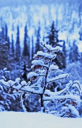 Parque Nacional de Oulanka, Finlandia 🗺️ Foro Europa 1