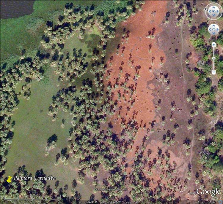 Palmeras carnauba en Ceará, Brasil 1