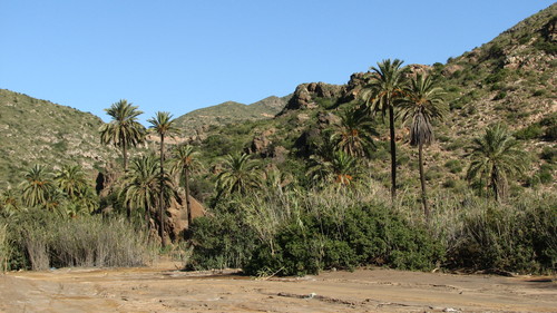 Washingtonia filifera en Palm Canyon - USA 🗺️ Foro Clima, Naturaleza, Ecologia y Medio Ambiente 0