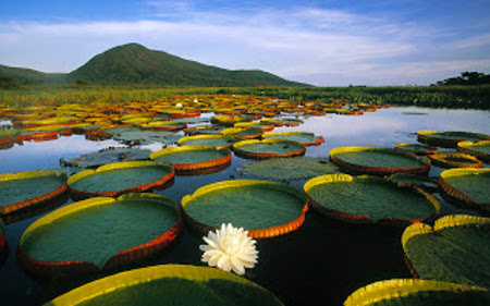 Pantanal, Baia do Burro, Brasil 🗺️ Foro América del Sur y Centroamérica 1