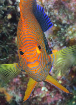 Papahanaumokuakea, Hawaii 1