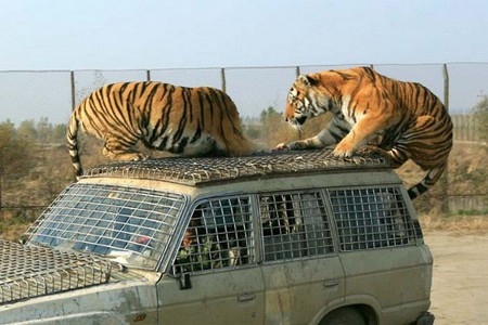 Parque del Tigre Siberiano, Harbín, Heilongjiang, China 1