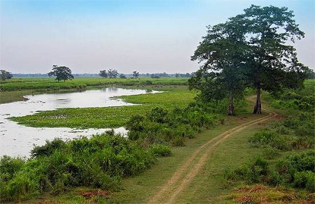 Parque Nacional Kazirang, Assam, India 2