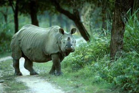 Parque Nacional Kazirang, Assam, India 0