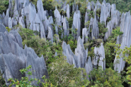 Parque Naciona Gunung Mulu, Miri, Sarawak, Malasia 0