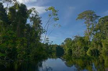 Parque Nacional Yaguas, Peru 1