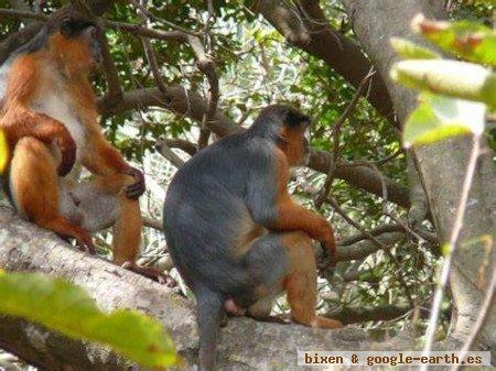 Parque Nacional Altos De Nsork, Guinea Ecuatorial 0