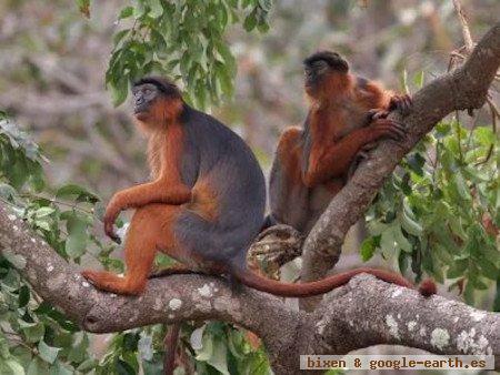 Parque Nacional Altos De Nsork, Guinea Ecuatorial 1