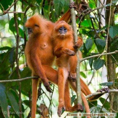 Parque Nacional Altos De Nsork, Guinea Ecuatorial 0