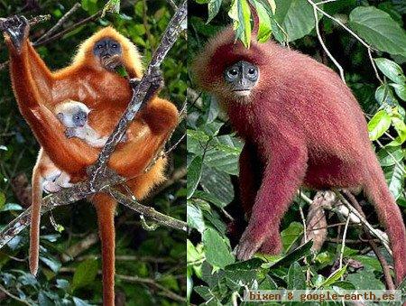 Parque Nacional Altos De Nsork, Guinea Ecuatorial 🗺️ Foro África 1