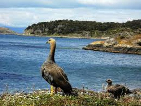 Parque Nacional Bahia Lapataia, Tierra de Fuego, Argentina 0