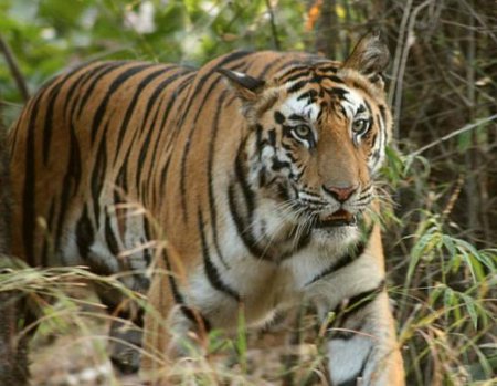 Parque Nacional de Bandhavgarh, Madhya Pradesh, India 0