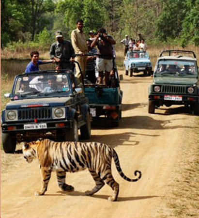 Parque Nacional de Bandhavgarh, Madhya Pradesh, India 1