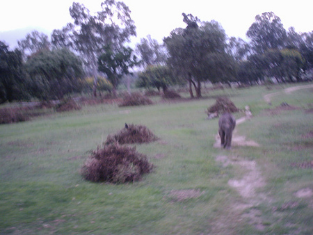 Parque Nacional Bandipur, Karnataka, India 1