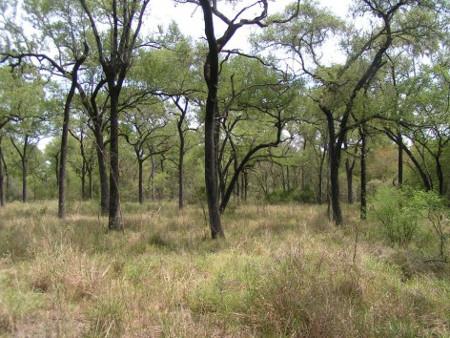 Parque Nacional Chaco, Chaco, Argentina 0