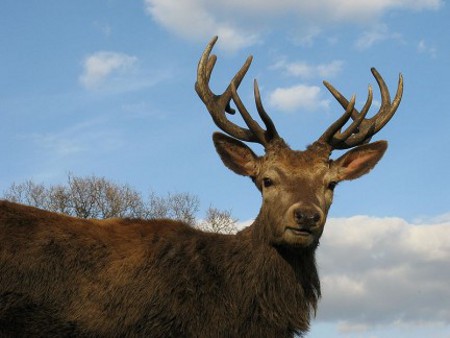 Parque Nacional Dachigam, Cachemira, India 1