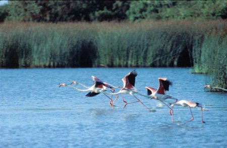 Parque Nacional de Doñana, Huelva 0