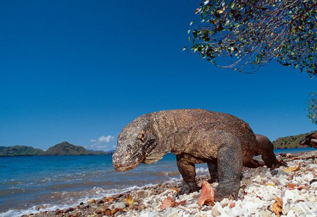 Parque Nacional de Komodo, Indonesia 0