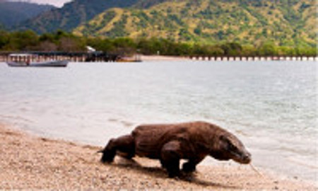 Parque Nacional de Komodo, Indonesia 1