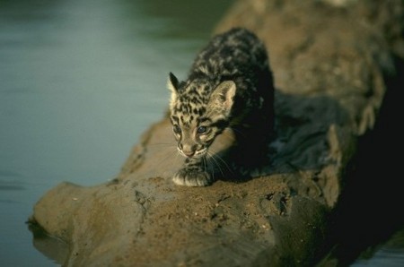 Parque Nacional de Manas, Assam, India 0