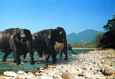 Parque Nacional de Manas, Assam, India 0