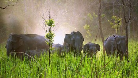 Parque Nacional de Manas, Assam, India 1