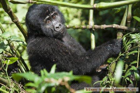 Parque Nacional de Virunga, República Democrática del Congo 1