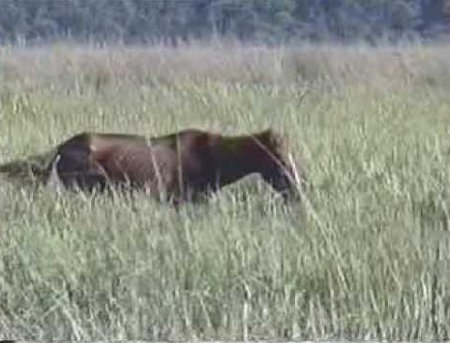 Parque Nacional Dibru Saikhowa, Assam, India ⚠️ Ultimas opiniones 0