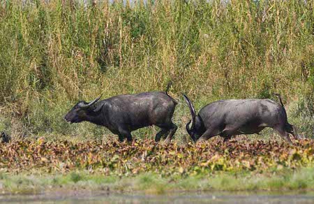 Parque Nacional Dibru Saikhowa, Assam, India ⚠️ Ultimas opiniones 1