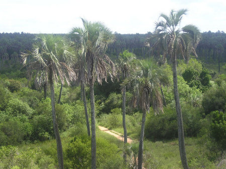 Parque Nacional El Palmar, Entre Rios, Argentina 1