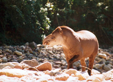 Parque nacional El Rey, Anta, Salta, Argentina 1