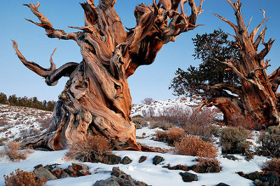 Parque Nacional General Sherman, California 0