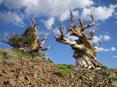 Parque Nacional General Sherman, California 1