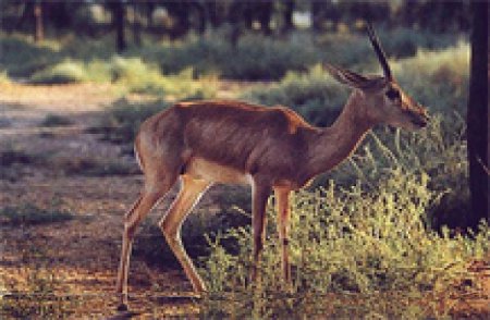 Parque Nacional Hazaribagh, Yárjand, India 1