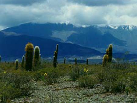 Parque Nacional Los Cardones, Salta, Argentina 0