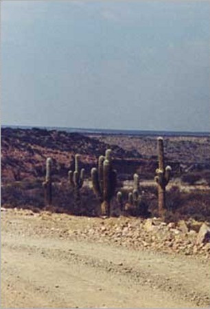 Parque Nacional Los Cardones, Salta, Argentina 1