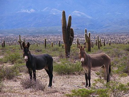 Parque Nacional Los Cardones, Salta, Argentina 0